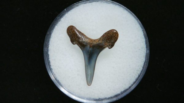 Genuine Pliocene Age Sand Tiger Shark Tooth Fossil for Sale from Belgium #33a