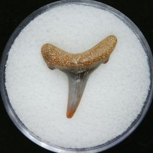 Genuine Pliocene Age Sand Tiger Shark Tooth Fossil for Sale from Belgium #34