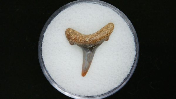 Genuine Pliocene Age Sand Tiger Shark Tooth Fossil for Sale from Belgium #34