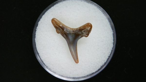 Genuine Pliocene Age Sand Tiger Shark Tooth Fossil for Sale from Belgium #34a