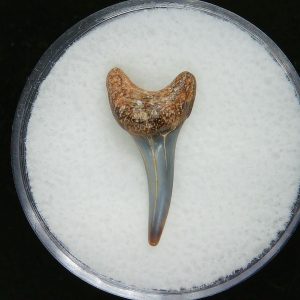 Genuine Pliocene Age Sand Tiger Shark Tooth Fossil for Sale from Belgium #35