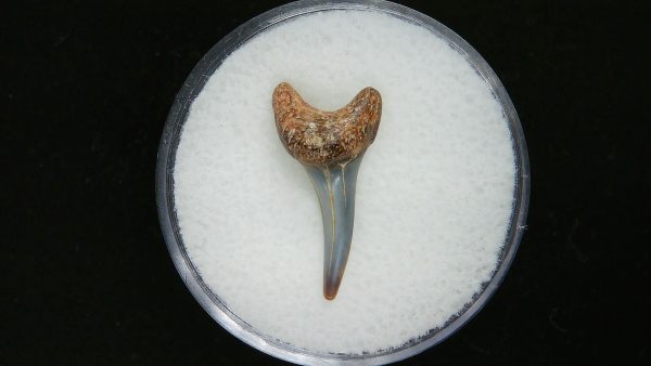 Genuine Pliocene Age Sand Tiger Shark Tooth Fossil for Sale from Belgium #35