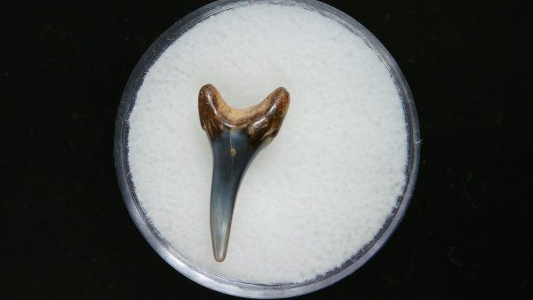 Genuine Pliocene Age Sand Tiger Shark Tooth Fossil for Sale from Belgium #35a