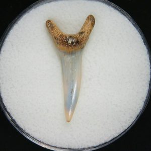 Genuine Pliocene Age Sand Tiger Shark Tooth Fossil for Sale from Belgium #37