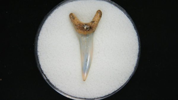 Genuine Pliocene Age Sand Tiger Shark Tooth Fossil for Sale from Belgium #37