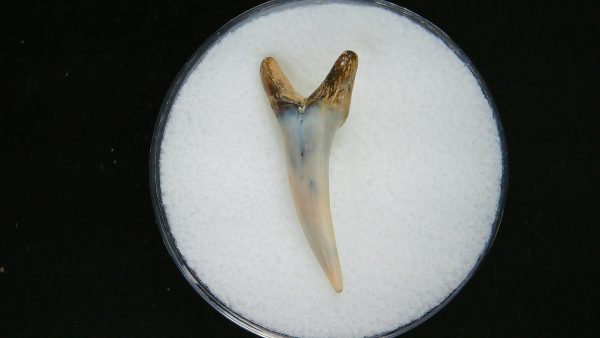 Genuine Pliocene Age Sand Tiger Shark Tooth Fossil for Sale from Belgium #37a