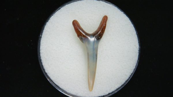 Genuine Pliocene Age Sand Tiger Shark Tooth Fossil for Sale from Belgium #38a