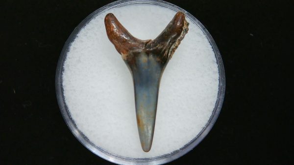 Sand Tiger Shark Tooth #3 - Image 2