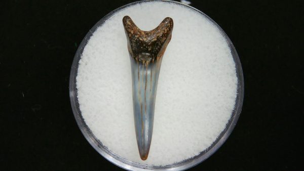 Sand Tiger Shark Tooth #5