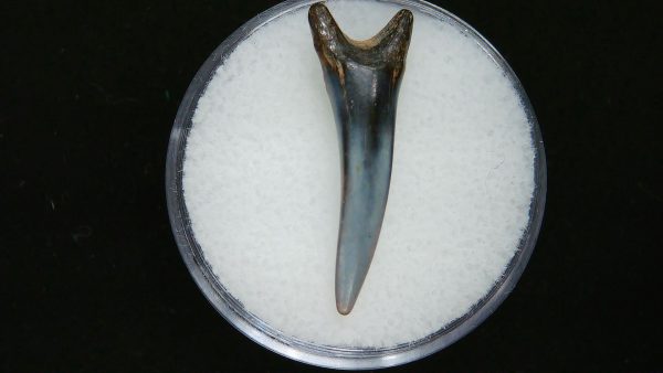 Sand Tiger Shark Tooth #5 - Image 2