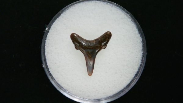 Sand Tiger Shark Tooth #6 - Image 2