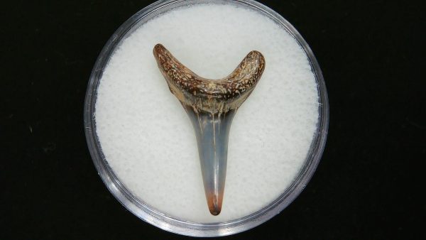 Sand Tiger Shark Tooth #7