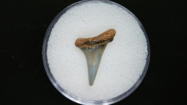 Sand Tiger Shark Tooth #8