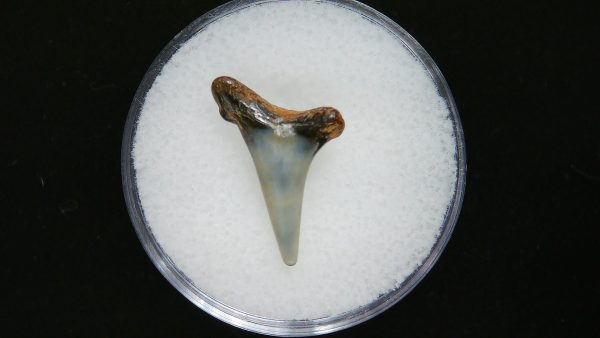 Sand Tiger Shark Tooth #8 - Image 2