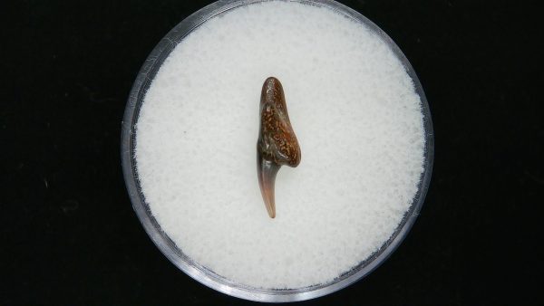 Sand Tiger Shark Tooth #9 - Image 2