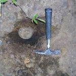 Coeloma Crab for Sale