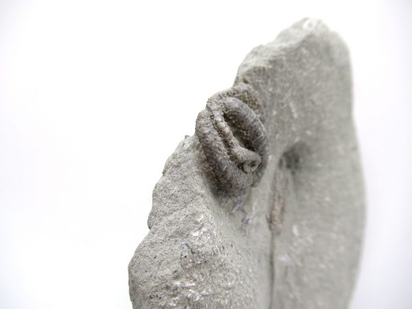 Genuine Mississippian Age Crawfordville Crinoid Fossils for Sale from Indiana #146c