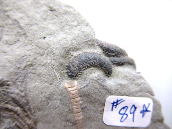 Genuine Mississippian Age Crawfordville Crinoid Fossils for Sale from Indiana #146d