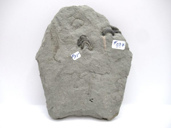 Genuine Mississippian Age Crawfordville Crinoid Fossils for Sale from Indiana #146e