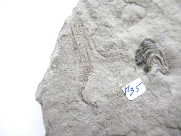 Genuine Mississippian Age Crawfordville Crinoid Fossils for Sale from Indiana #146f