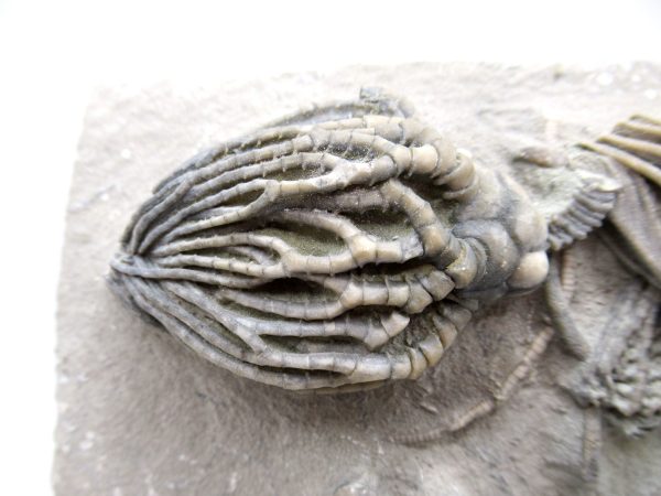 Genuine Mississippian Age Crawfordville Crinoid Fossils for Sale from Indiana #147a