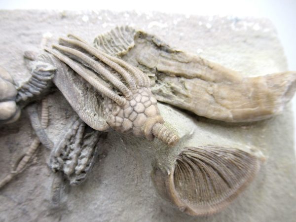 Genuine Mississippian Age Crawfordville Crinoid Fossils for Sale from Indiana #147b