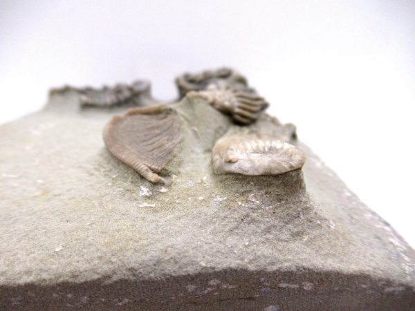 Genuine Mississippian Age Crawfordville Crinoid Fossils for Sale from Indiana #147f