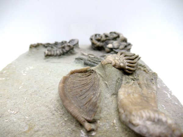 Genuine Mississippian Age Crawfordville Crinoid Fossils for Sale from Indiana #147g