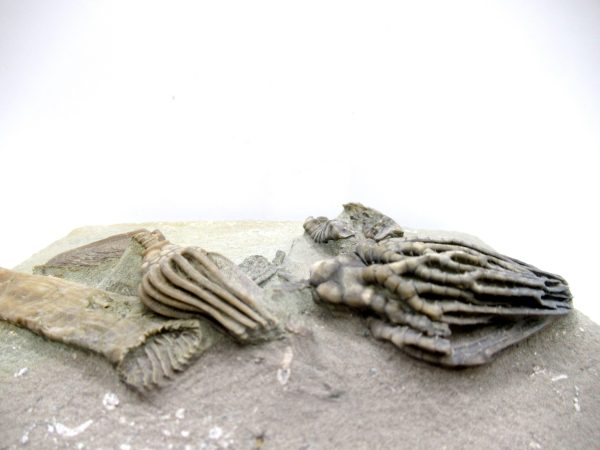 Genuine Mississippian Age Crawfordville Crinoid Fossils for Sale from Indiana #147h