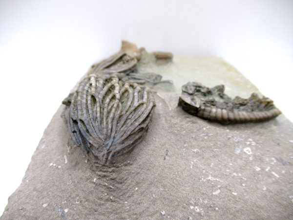 Genuine Mississippian Age Crawfordville Crinoid Fossils for Sale from Indiana #147i