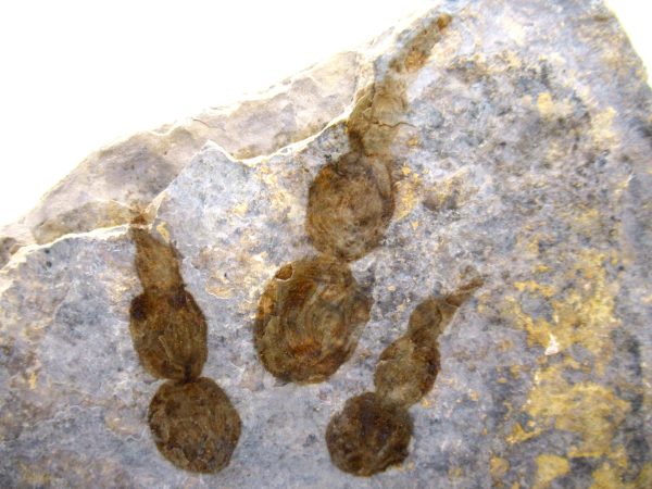 Genuine Jurassic Age Grallator Dinosaur Track Fossils for Sale from France #10a