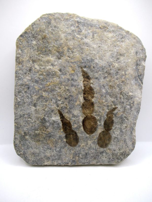 Genuine Jurassic Age Grallator Dinosaur Track Fossils for Sale from France #11