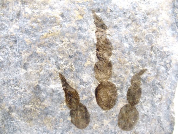 Genuine Jurassic Age Grallator Dinosaur Track Fossils for Sale from France #11a