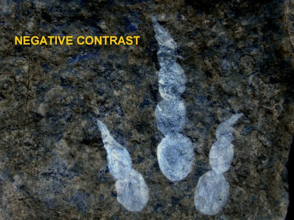 Genuine Jurassic Age Grallator Dinosaur Track Fossils for Sale from France #11b