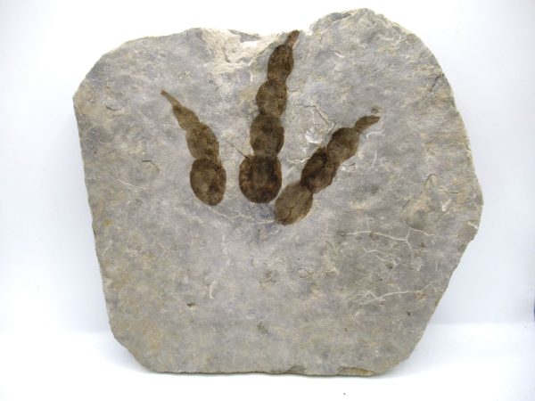 Genuine Jurassic Age Grallator Dinosaur Track Fossils for Sale from France #12