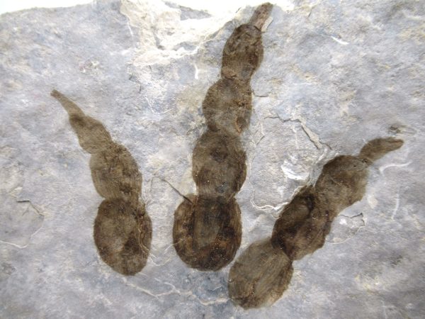 Genuine Jurassic Age Grallator Dinosaur Track Fossils for Sale from France #12a