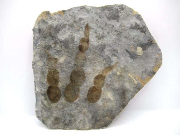 Genuine Jurassic Age Grallator Dinosaur Track Fossils for Sale from France #13