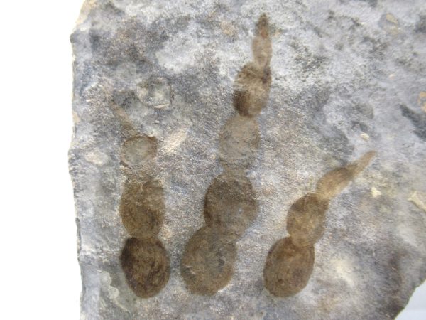 Genuine Jurassic Age Grallator Dinosaur Track Fossils for Sale from France #13a