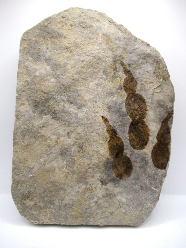 Genuine Jurassic Age Grallator Dinosaur Track Fossils for Sale from France #14