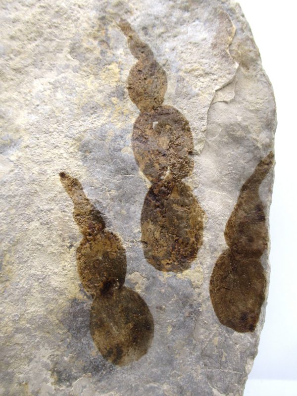 Genuine Jurassic Age Grallator Dinosaur Track Fossils for Sale from France #14a