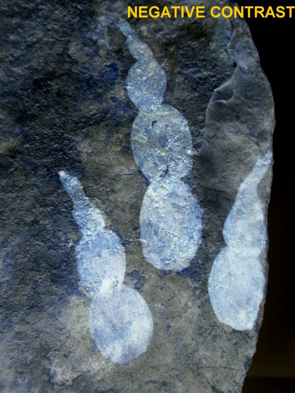 Genuine Jurassic Age Grallator Dinosaur Track Fossils for Sale from France #14b