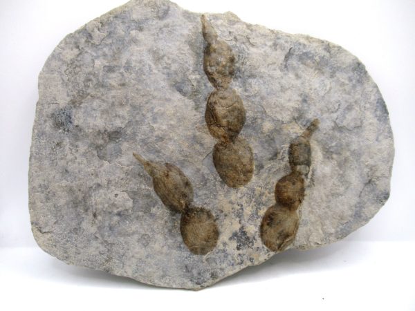 Genuine Jurassic Age Grallator Dinosaur Track Fossils for Sale from France #16