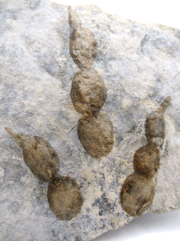 Genuine Jurassic Age Grallator Dinosaur Track Fossils for Sale from France #16a