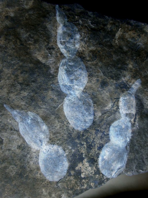 Genuine Jurassic Age Grallator Dinosaur Track Fossils for Sale from France #16b