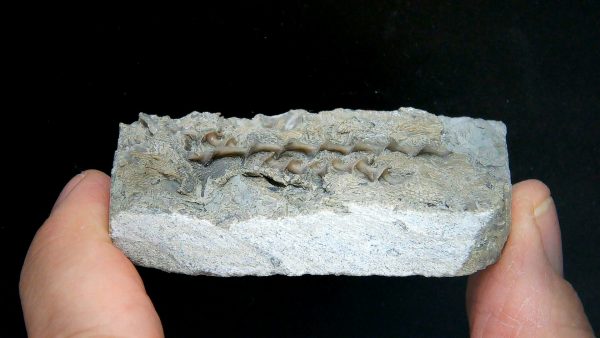 Archimedes Bryozoa - Illinois #81 - Image 3