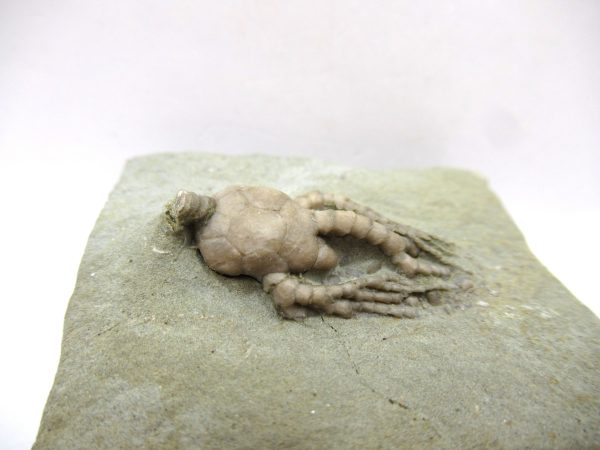 Crawfordsville Crinoid - Indiana #136 - Image 2