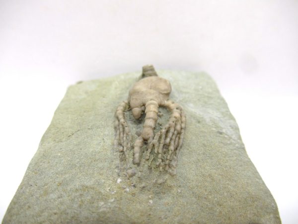 Crawfordsville Crinoid - Indiana #136 - Image 4