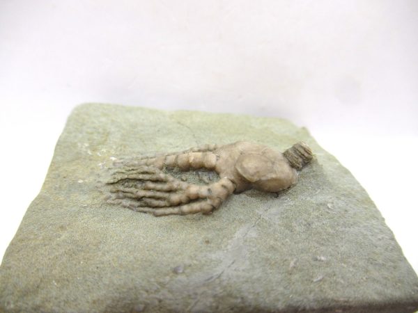 Crawfordsville Crinoid - Indiana #136 - Image 3