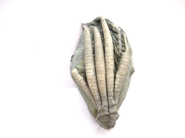 Crawfordsville Crinoid - Indiana #137