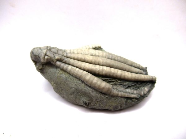 Crawfordsville Crinoid - Indiana #137 - Image 2